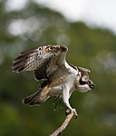 BB 12 0038 / Pandion haliaetus / Fiskeørn